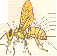 Анатомия пчелы